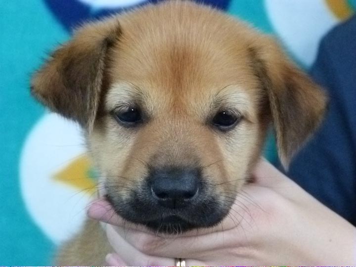 chinook puppy